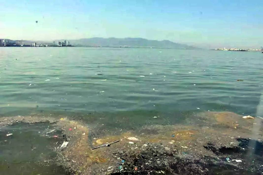 Görenler şaştı kaldı: Bu canlı, İzmir'deki kirliliği azaltılacak! Sayıları her geçen gün artıyor 19